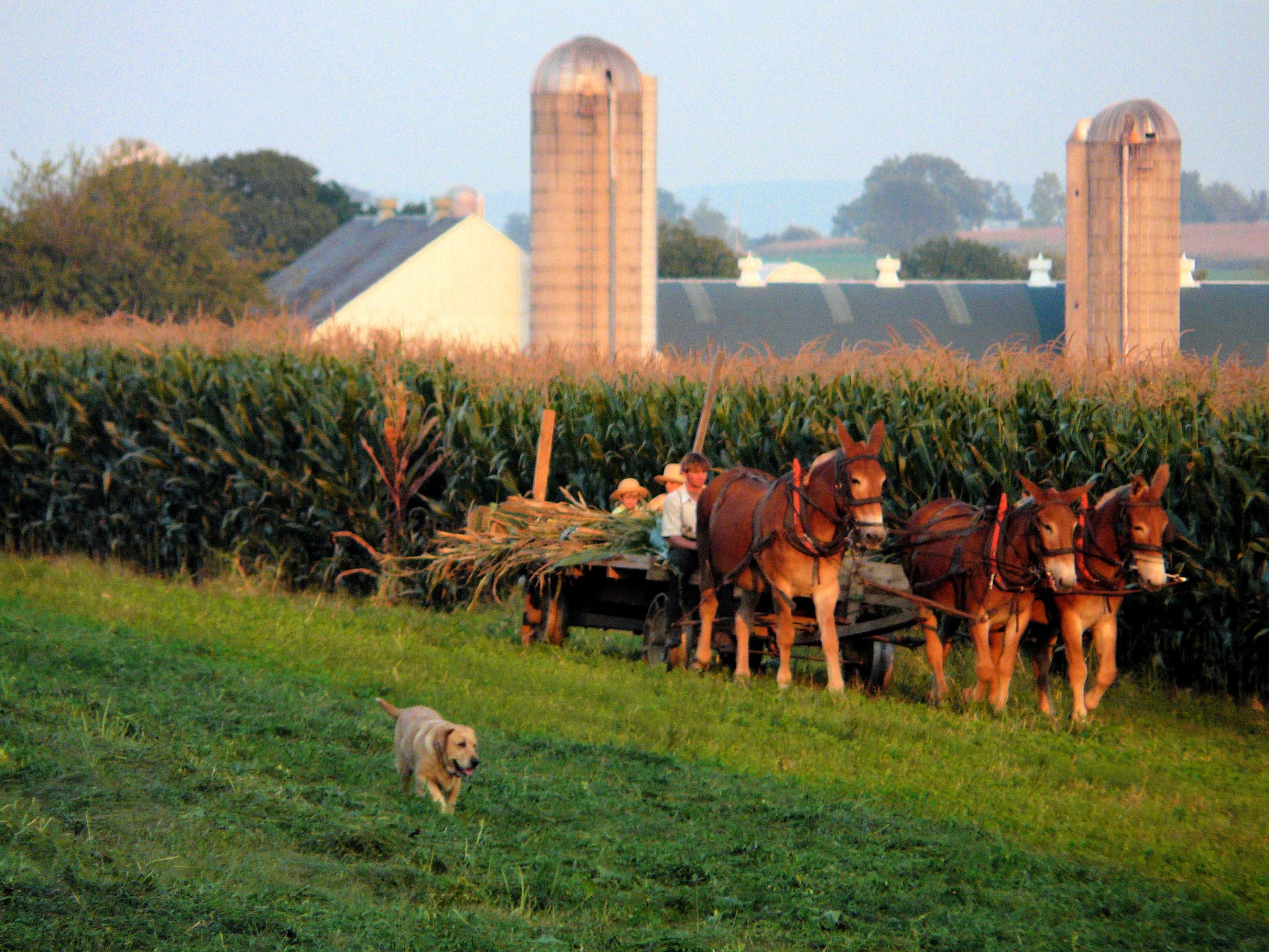 amish (1)
