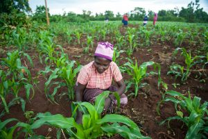 GiveDirectly, Impakter