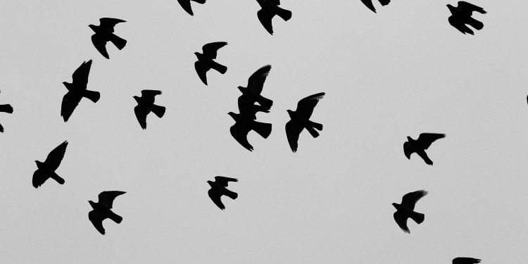 Migratory Movement Impakter