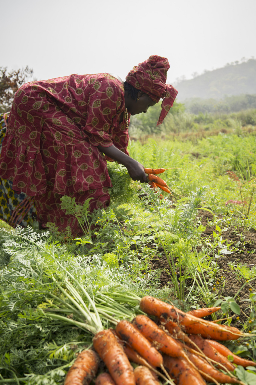 Africa Solidarity Trust Fund boosts Agribusiness Centers in Sierra Leone after Ebola outbreak