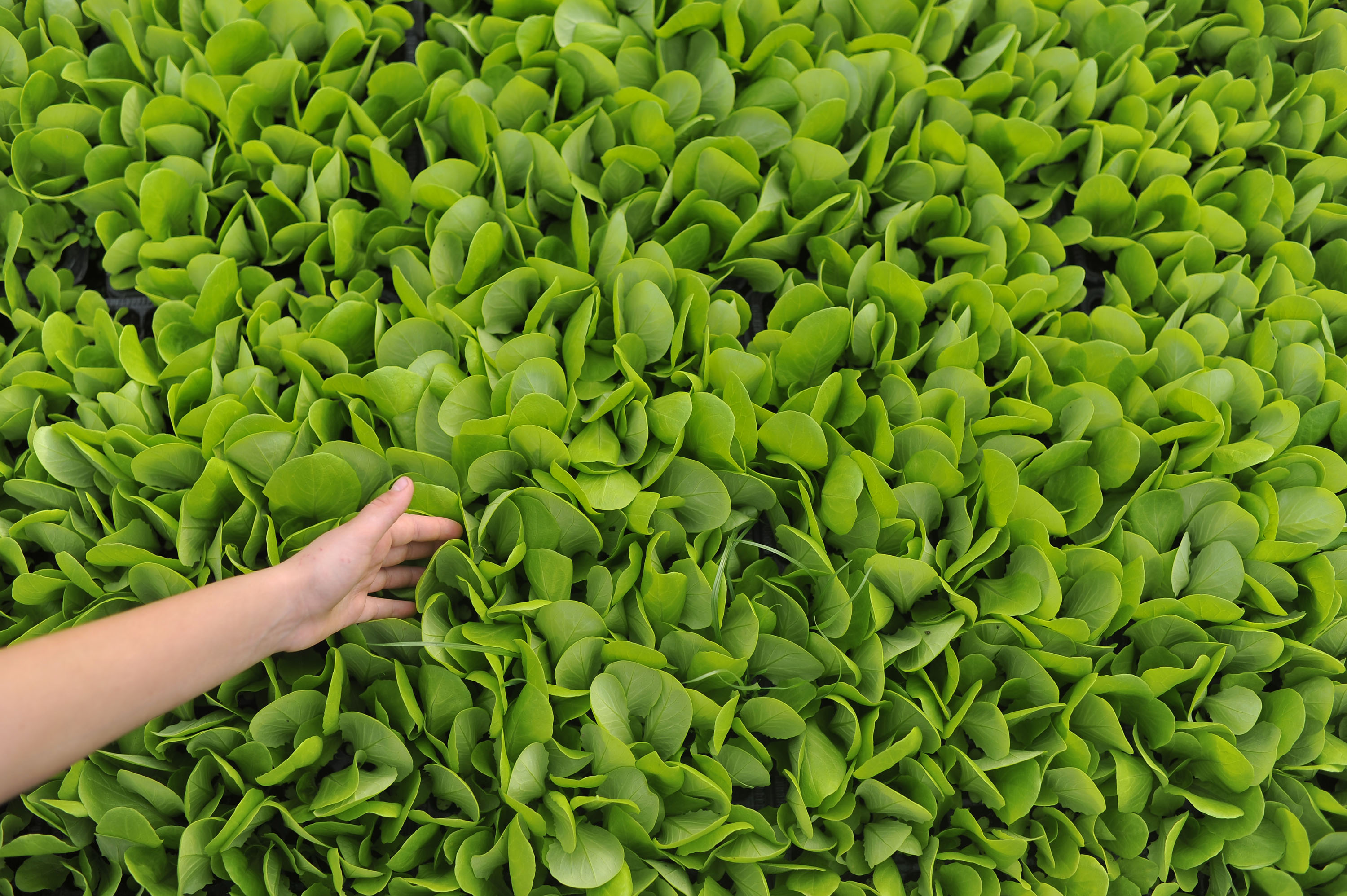 Transforming Agriculture for Sustainable Development