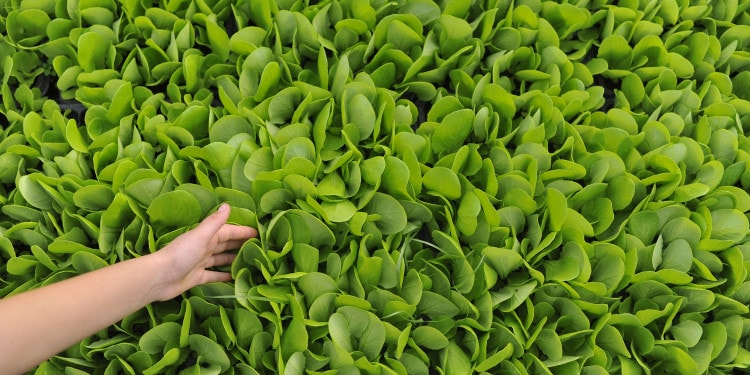 Transforming Agriculture for Sustainable Development