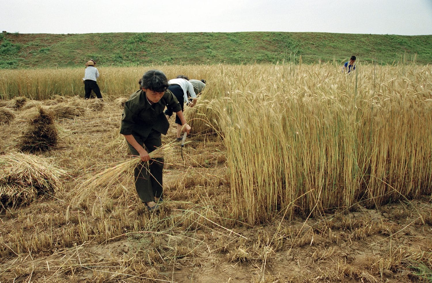 To Feed the World in a Changing Climate, Agriculture Must Change Now