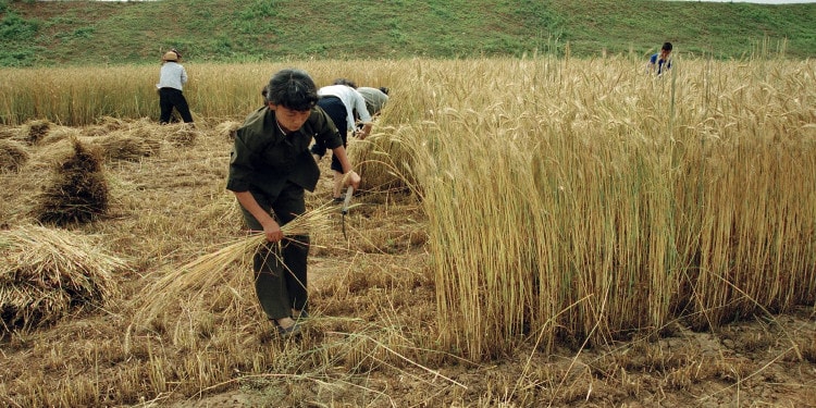 To Feed the World in a Changing Climate, Agriculture Must Change Now