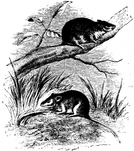 antechinus, evolve, impakter