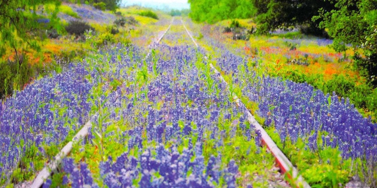 Regenerating Rome’s Urban Fabric: Interview with Nathalie Grenon