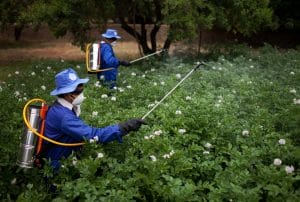 Impakter, International Women's Day, United Nations - FAO, Elisabetta Tagliati, UTF /AFG/049/AFG - Facilitating Partner to Support Integrated Pest Management under the Emergency Horticulture Livestock Project (IPM -Horticulture). To regularize the utilization of pesticides through a controlled registration process (to enable authorities to exercise control over quality, use levels, claims, labelling, packaging and advertising of pesticides).