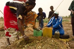 Impakter, Internaitonal Women's Day, United Nations - FAO, 17 May 2010, Thiaye, Senegal - Integrated Production and Pest Management IPPM trainer Ayoba Faye (blue tracksuit) teaching farmers about organic pesticides such oil from the neem tree. The IPPM project promotes the use of organic pesticides to replace harmful chemicals.GCP/RAF/009/NET: Sub-Regional Programme for Participative Training in Integrated Production and Pest Management through Farmer Field Schools for Benin, Burkina Faso, Mali and Senegal.
