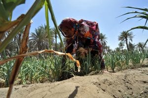 Impakter, International Women's Day, United Nations - FAO, Elisabetta Tagliati, 22 May 2012, Mao, Chad - A woman of the Boula-Ngara village working in the onion patch of the market garden that a group of women maintain through the FAO project.FAO Project: OSRO/CHD/105/EC - Supporting food security for households weakened by the crisis between Libya and Chad. Objectives: To reduce the impact of the Libyan crisis on food security on vulnerable returnee households. The targeted households will be kept to and will maintain a viable standard of living through the distribution of agricultural inputs (vegetable kits, seeds, tools and pesticides) and livestock (goats and animal feed).