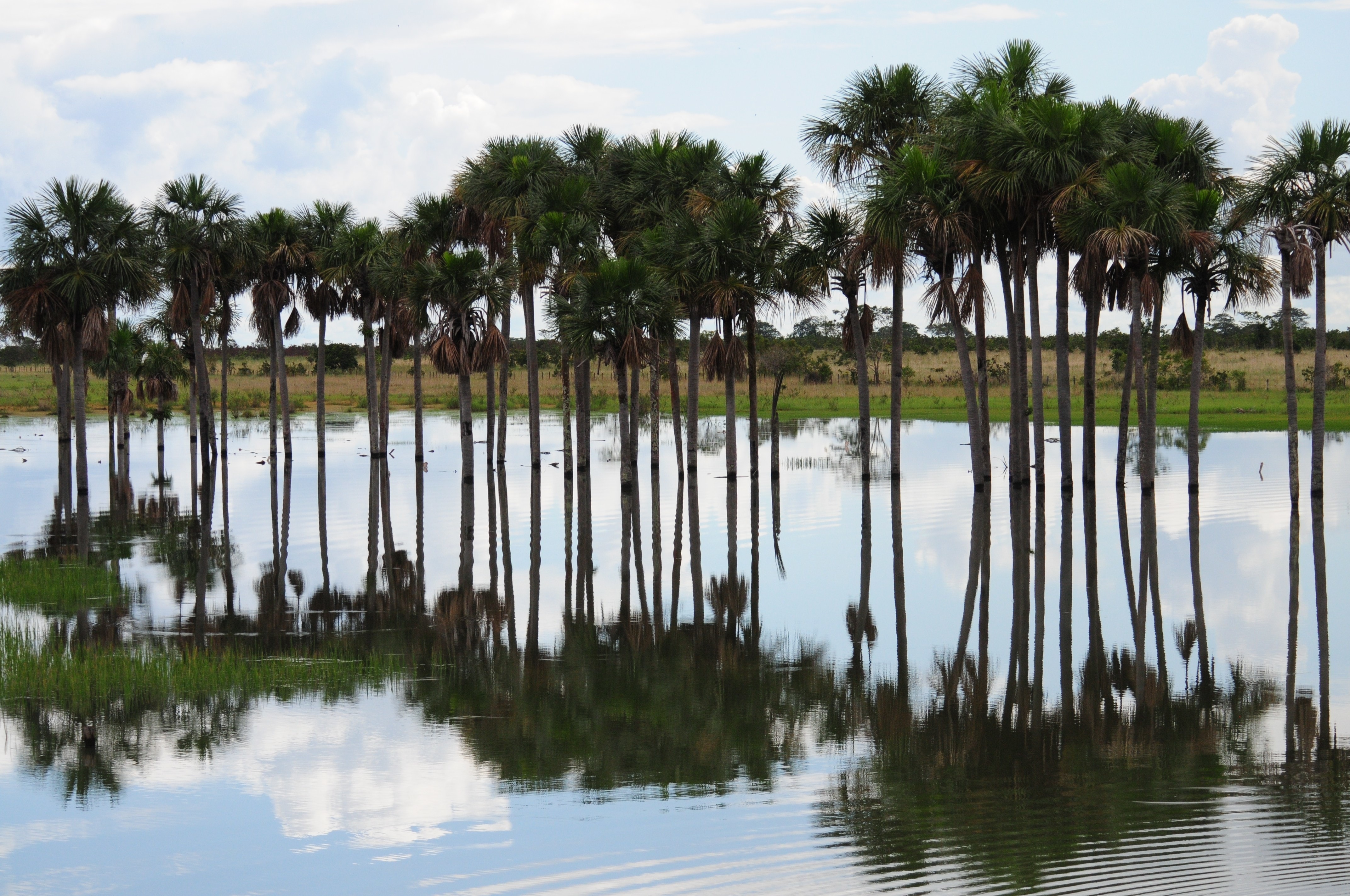 7-_Morichal_Feranando_Trujillo_CEC_1344