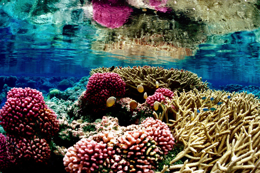 coral-reef-world-water-day