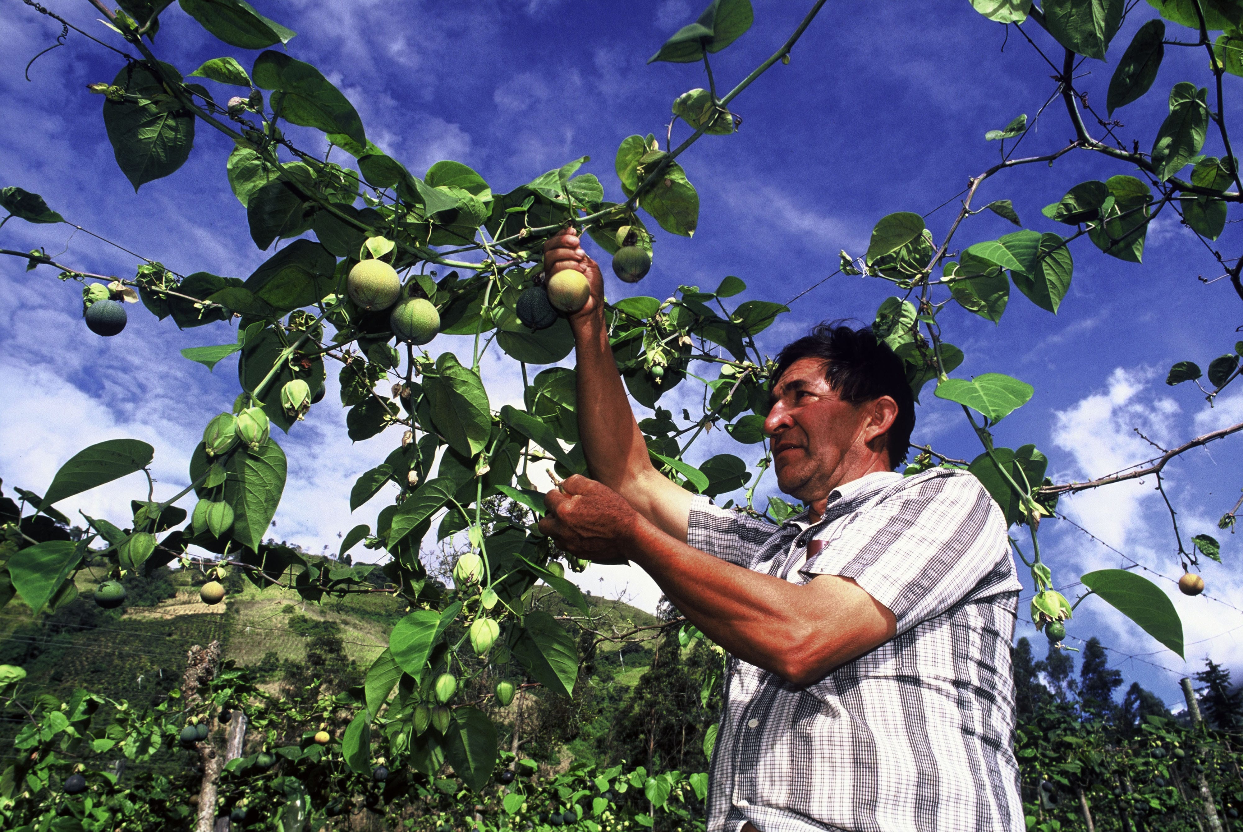 Food Systems: at the Heart of Sustainable Development