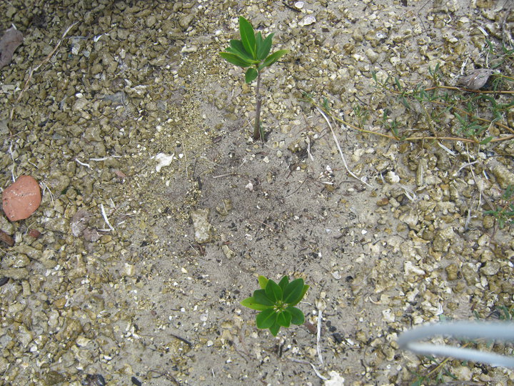 mongrove-reforestation-project-IDEAS-sdg-17