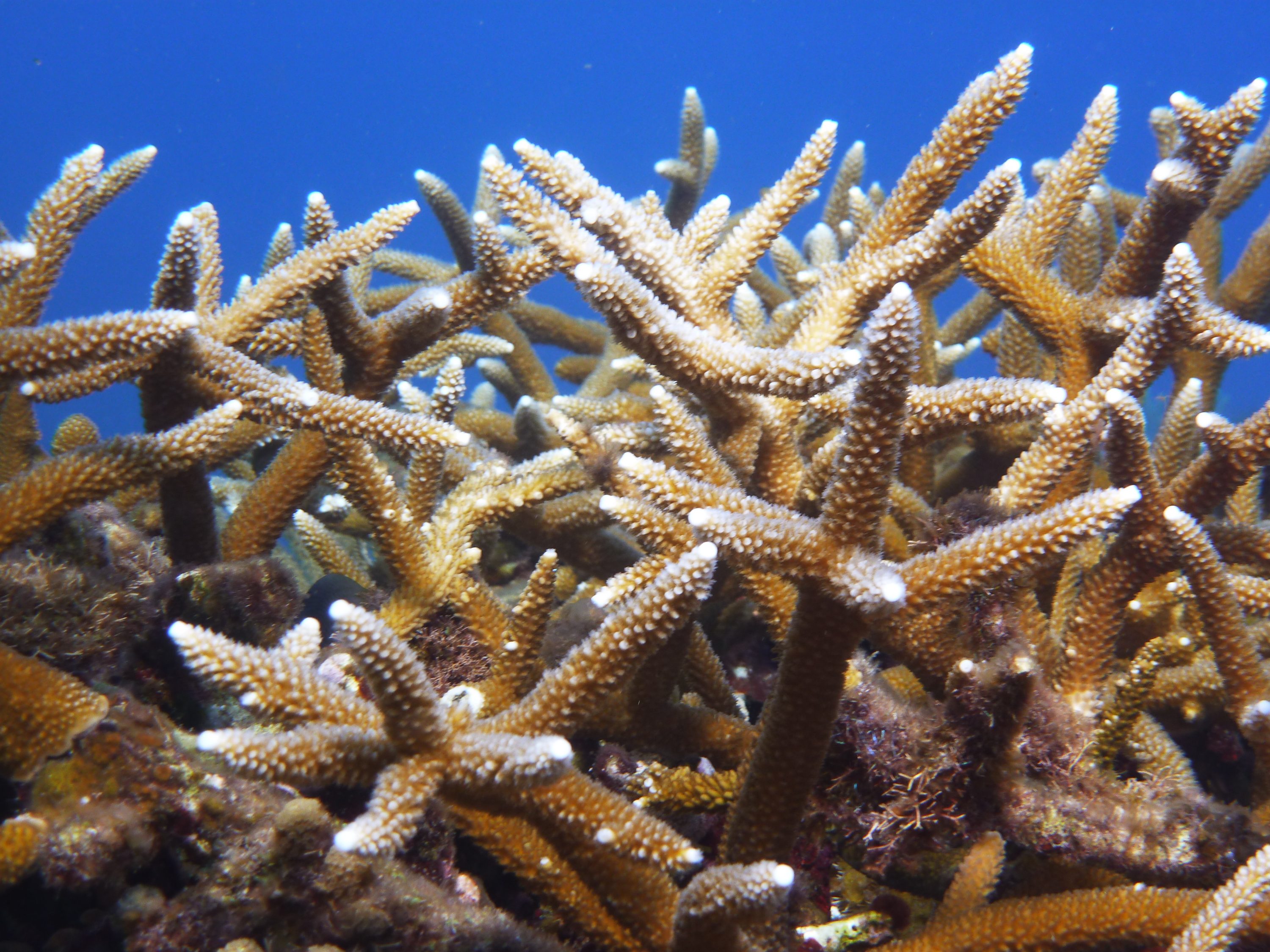 Acropora cervicornis_staghorn coral_Roatan Honduras_© Noel Wingers