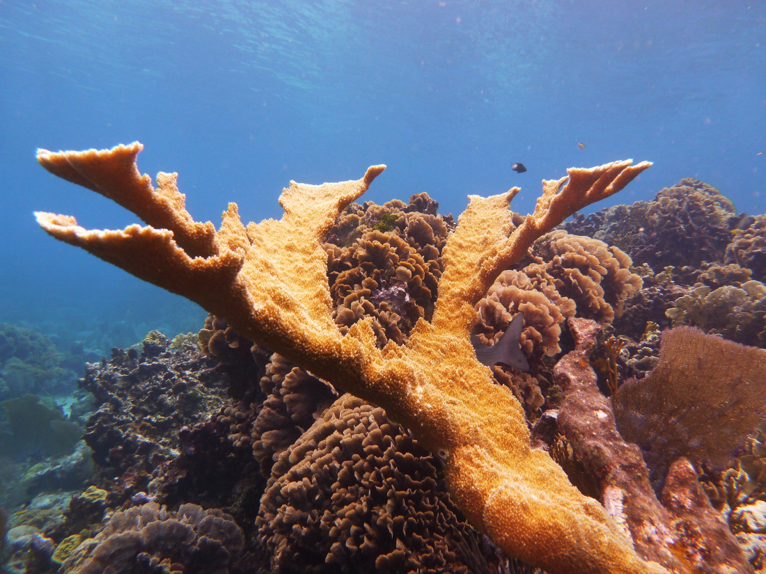 Acropora palmata_elkhorn coral_Roatan Honduras_© Noel Wingers