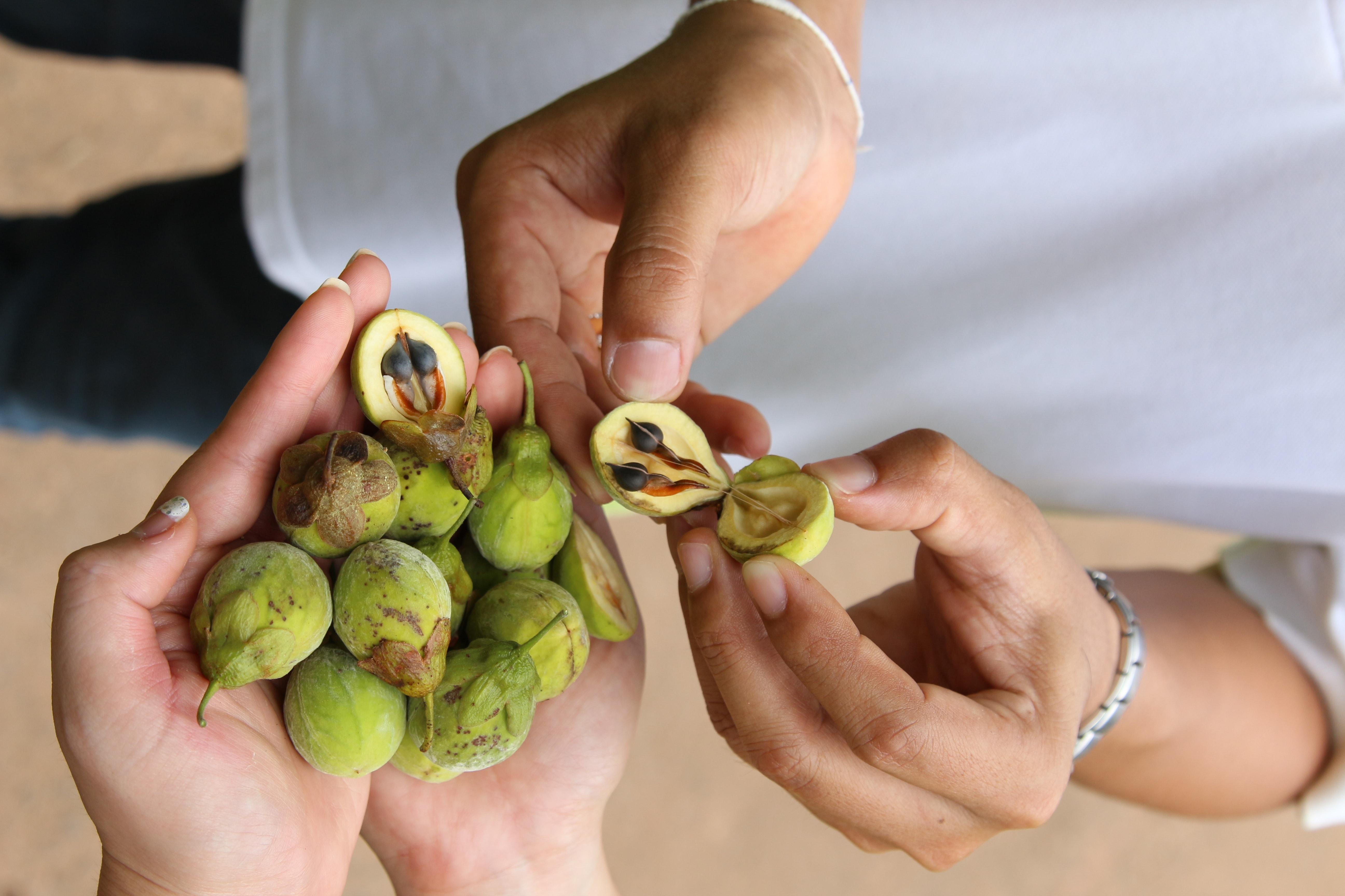 Applying the Mystery of Oud to Sustainable Development