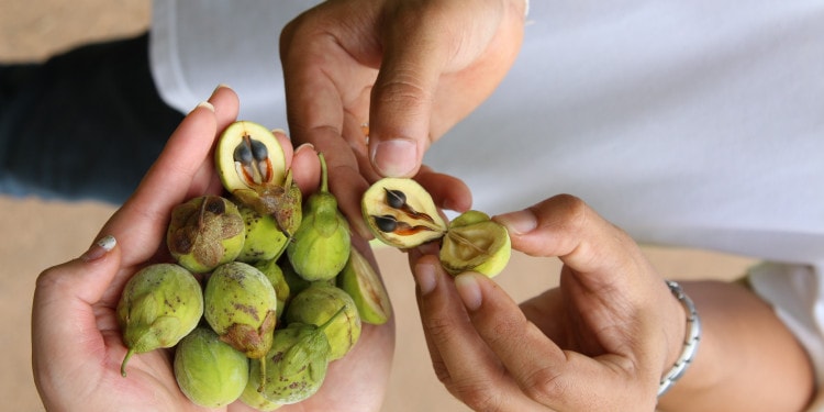 Applying the Mystery of Oud to Sustainable Development