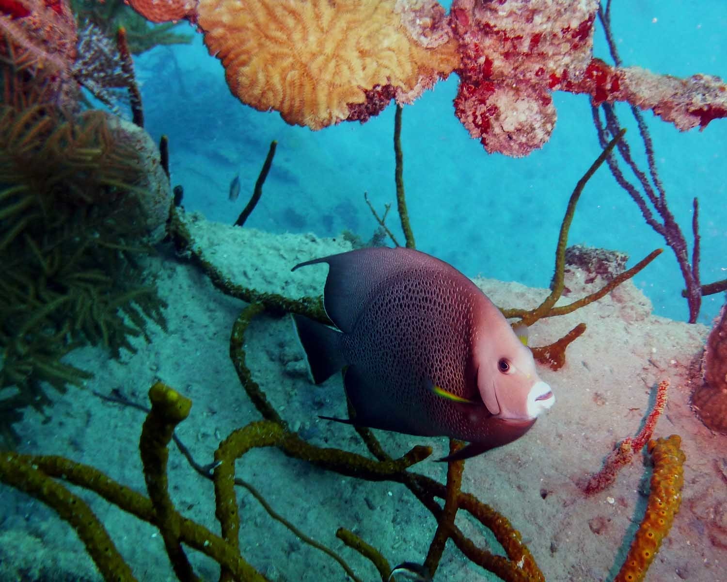 Pomacanthus arcuatus_grey angelfish_Roatan Honduras_© Noel Wingers