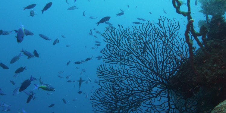 Healthy Oceans: The Cornerstone for A Sustainable Future