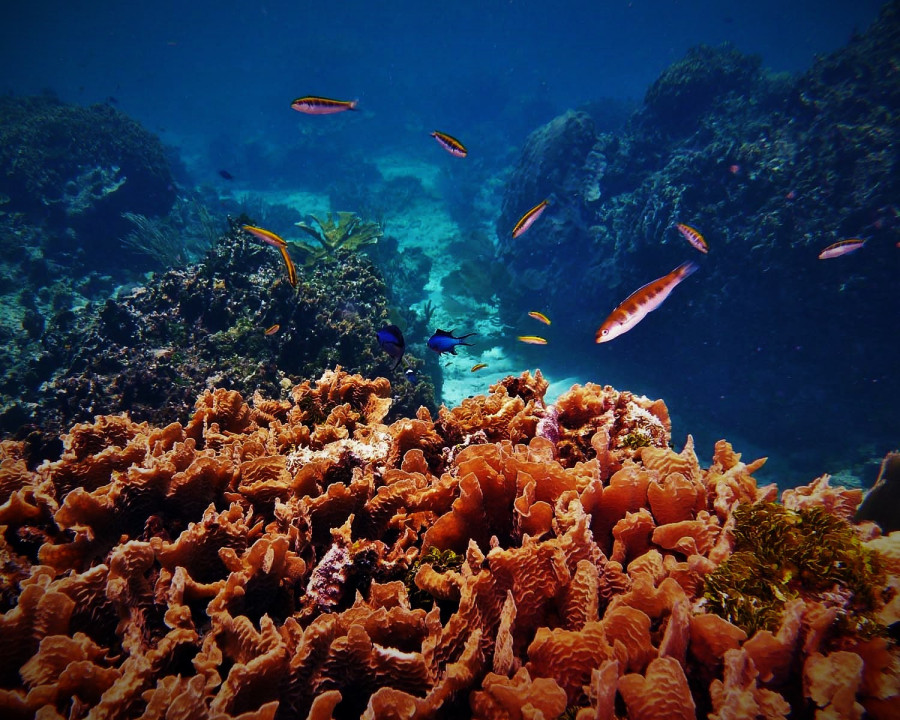 Reef scape_Roatan Honduras_© Noel Wingers (1)