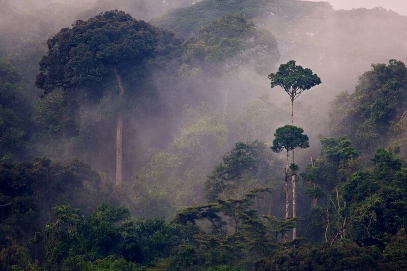 Rw nyungwe-forest