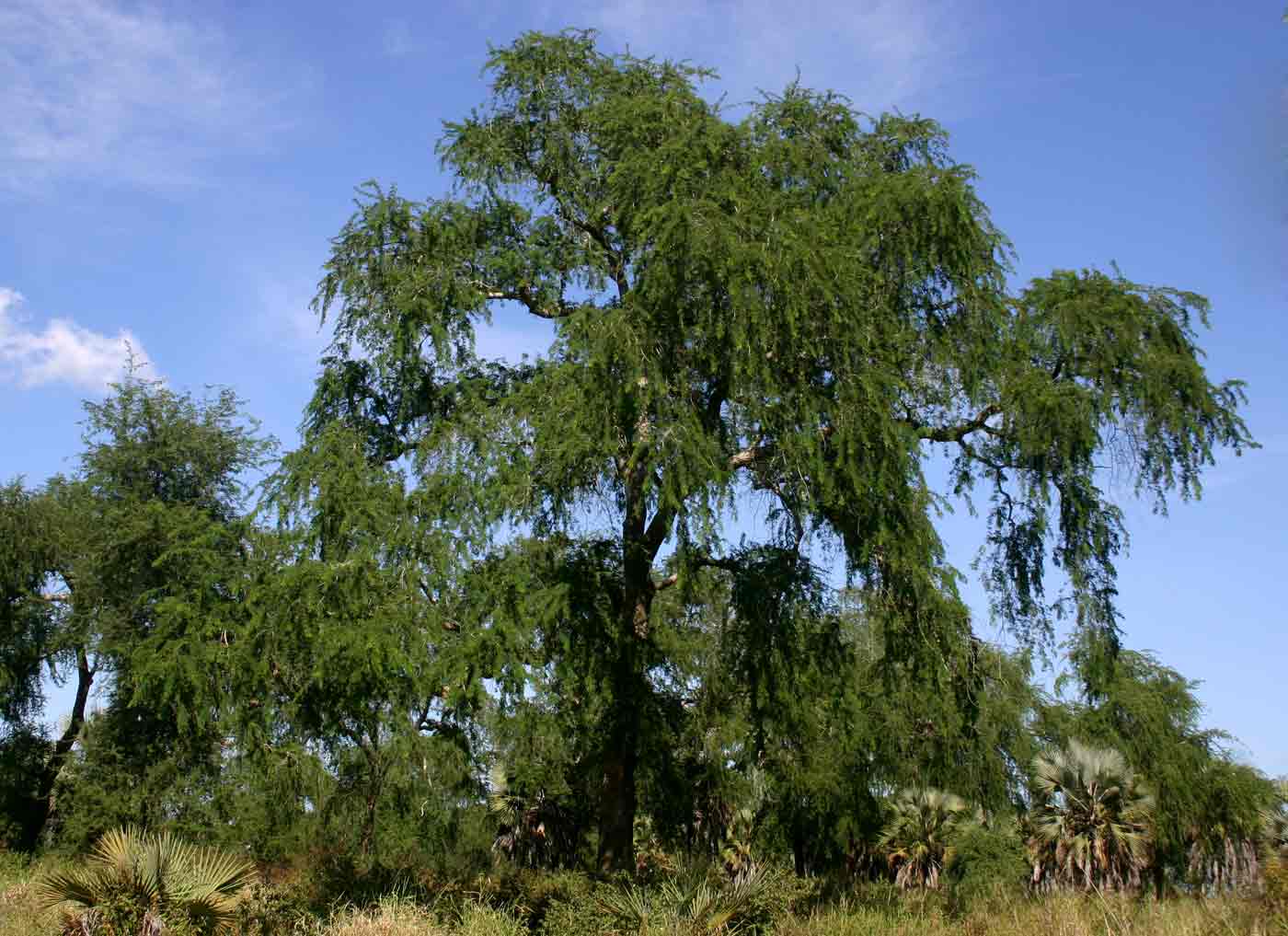 conservation agriculture