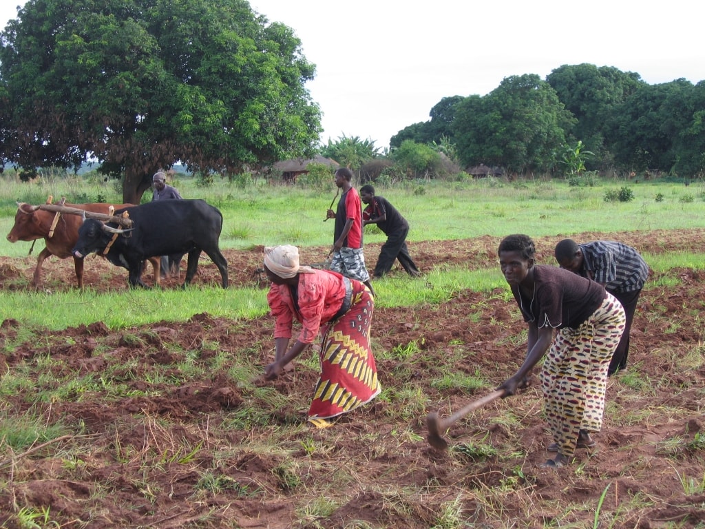Farmer Reaps the Benefit of Embracing Conservation Agriculture