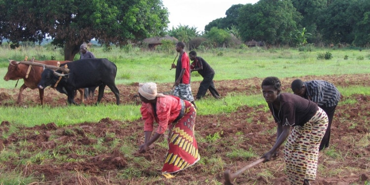 Farmer Reaps the Benefit of Embracing Conservation Agriculture