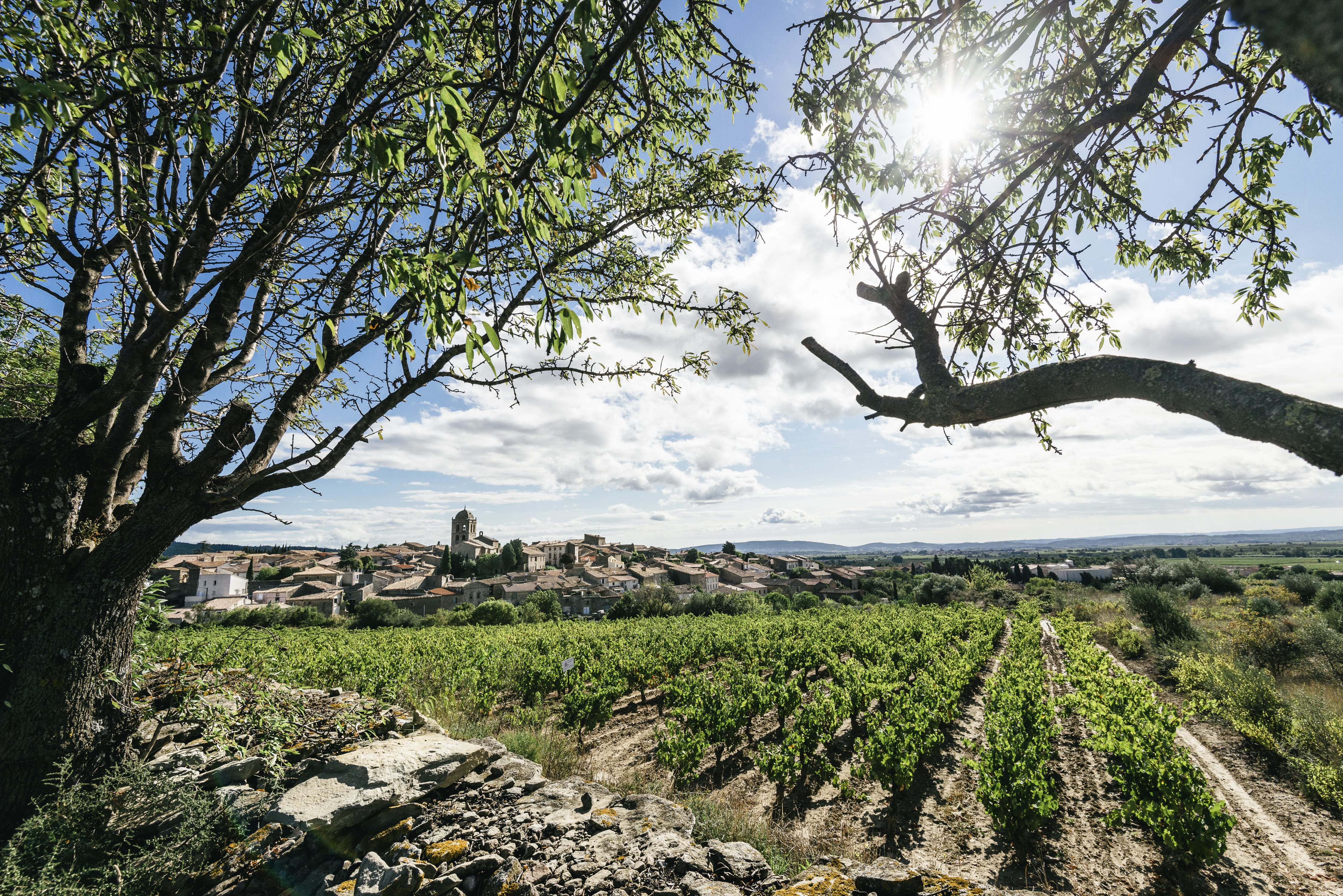 Chateau Maris, A Winery That Saves The Planet