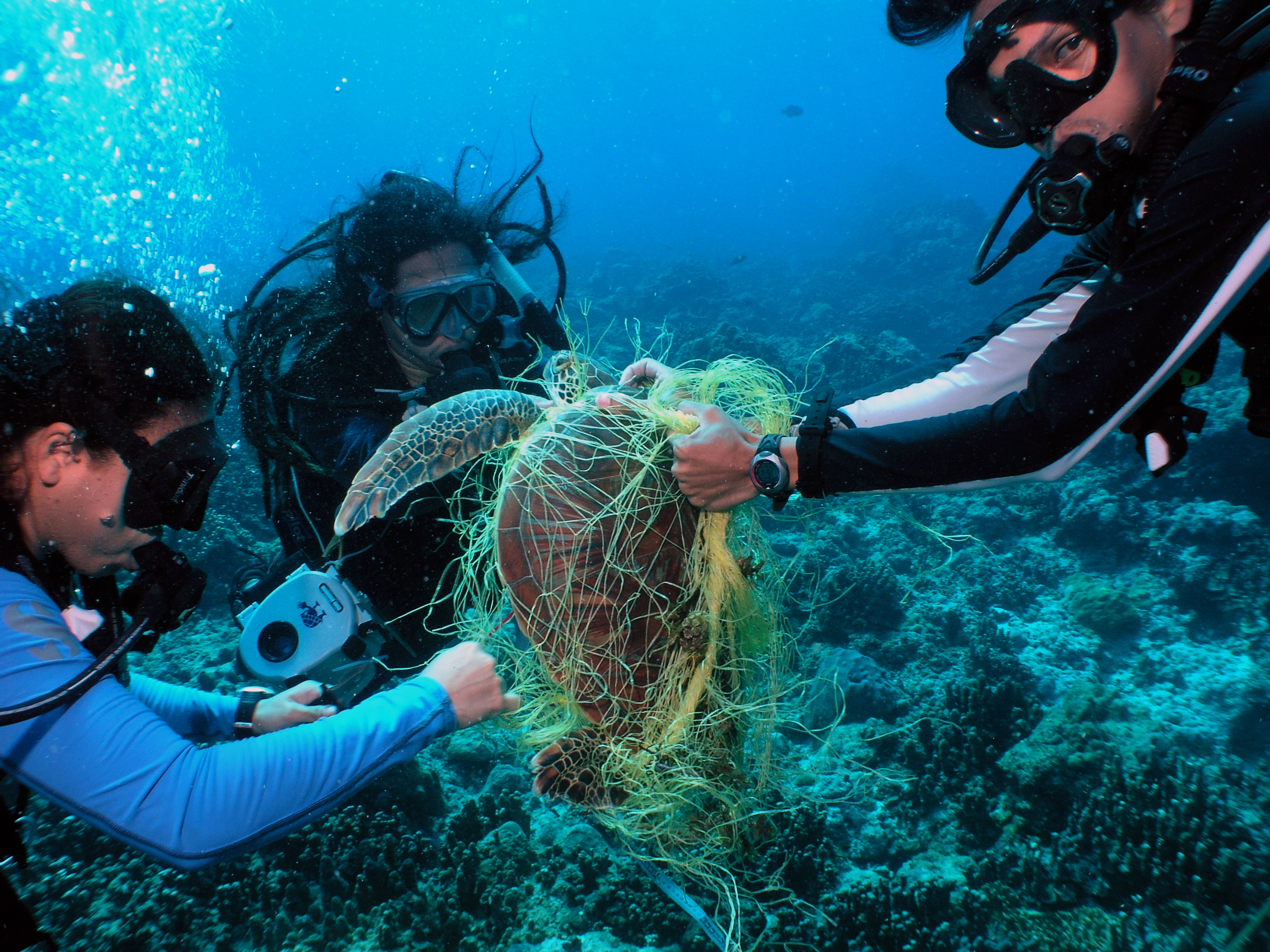 The ghosts in our ocean: lost and abandoned fishing gear is killing thousands of marine animals every year - Impakter The ghosts in our ocean: lost and abandoned fishing gear is killing thousands of marine animals every year - Impakter
