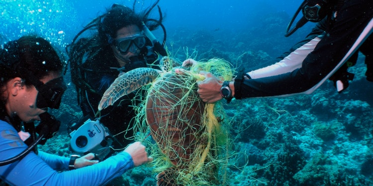 The ghosts in our ocean: lost and abandoned fishing gear is killing thousands of marine animals every year