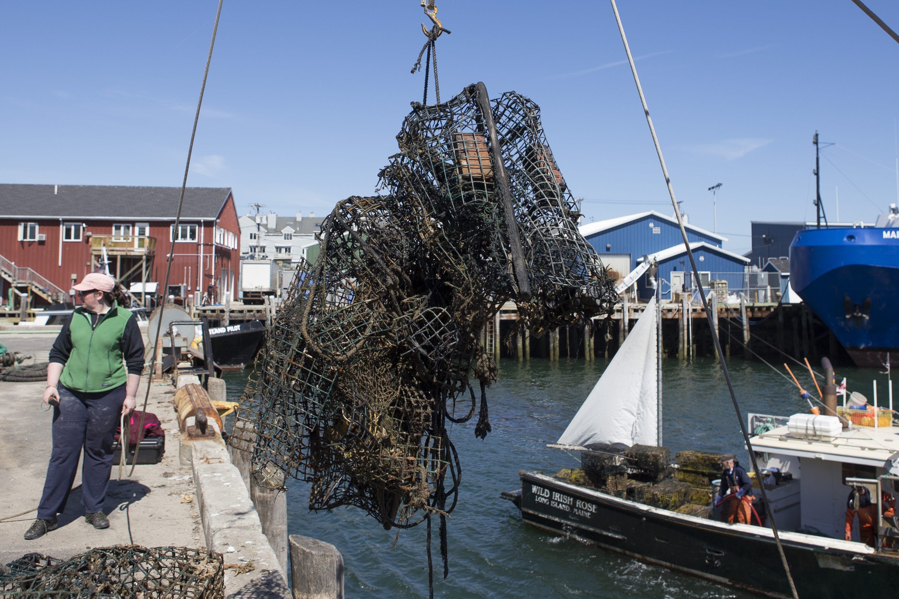World Animal Protection - Gulf of Maine - Derelict Gear Removal