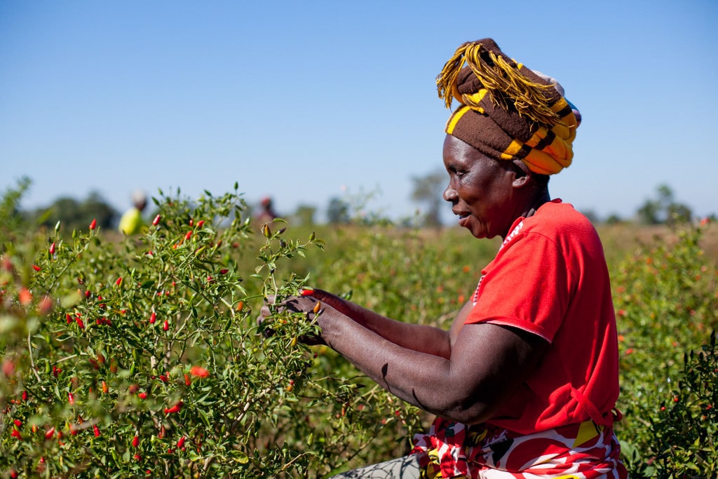Sustainable Agriculture is the Key to Ending Hunger