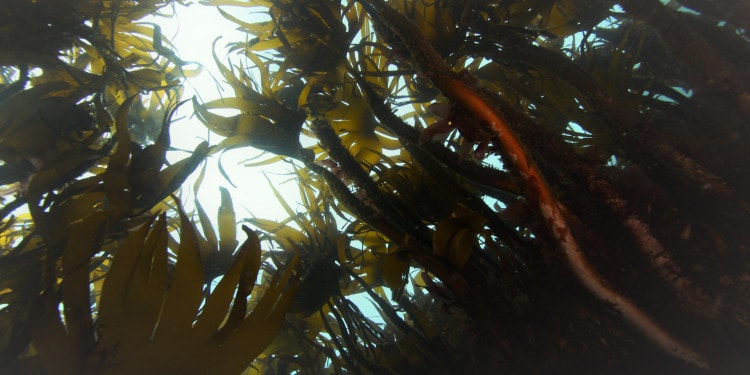 Icelandic Skin Care: Zeto at Hello Tomorrow