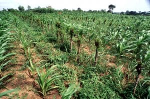 Hedgerow intercropping. Hedgerow of Laucaena leucocephala (Leguminosae) and maize as a companion crop in a field at Wenchi. Leucaena fixes nitrogen. - - Support to national agro-forestry programme in Ghana: GHA/88/007. This project assisted by the UNDP/Food and Agriculture Organisation (FAO) operates various demonstration plots where farmers are taught new or improved agricultural techniques such as the use of Leucaena leucocephala intercropped with food crops where the