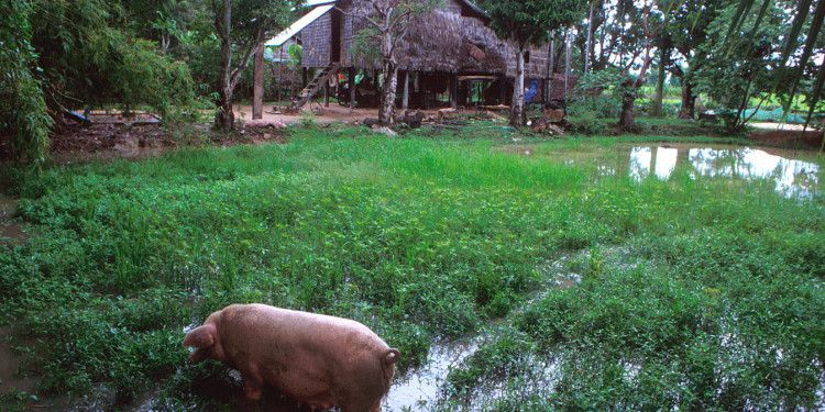 Pigs in a rice paddy where they provide fertilization. - - Farmers Field School: SPFP/CMB/6701. Eighty percent of the Cambodian population is dependent on subsistence farming with rice as the main agricultural crop. The agricultural sector contributes to almost 50 percent of the GDP of the country, although agricultural productivity is low in comparison with neighboring countries in Asia. Food production remains highly vulnerable to the effects of adverse weather conditions such as flooding or droughts. Years of civil strife have taken substantial agricultural areas out of production, and a large part of the population of Cambodia is subject to temporary, seasonal or chronic food shortages and nutritional deficiencies.

The objective of the Special Programme for Food Security in Cambodia is to maximize national food self-sufficiency and to reduce the risks of disruptive variations in supply, by demonstrating and facilitating a rapid increase in agricultural productivity and food production on an economically and environmentally sustainable basis. Various techniques and technologies have been identified to increase agricultural production, depending on the potential and constraints in the seven selected pilot areas. These include water control techniques, crop intensification, improved pig and poultry production, analysis and evaluation.

Integrated pest management is one of the crop intensification technologies and farmers' field schools are set up to educate farmers' groups in the pilot areas.