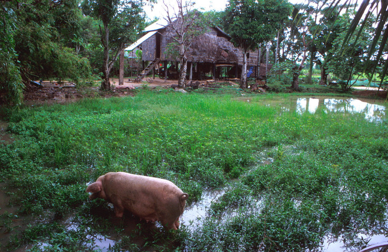 Pigs in a rice paddy where they provide fertilization. - - Farmers Field School: SPFP/CMB/6701. Eighty percent of the Cambodian population is dependent on subsistence farming with rice as the main agricultural crop. The agricultural sector contributes to almost 50 percent of the GDP of the country, although agricultural productivity is low in comparison with neighboring countries in Asia. Food production remains highly vulnerable to the effects of adverse weather conditions such as flooding or droughts. Years of civil strife have taken substantial agricultural areas out of production, and a large part of the population of Cambodia is subject to temporary, seasonal or chronic food shortages and nutritional deficiencies. The objective of the Special Programme for Food Security in Cambodia is to maximize national food self-sufficiency and to reduce the risks of disruptive variations in supply, by demonstrating and facilitating a rapid increase in agricultural productivity and food production on an economically and environmentally sustainable basis. Various techniques and technologies have been identified to increase agricultural production, depending on the potential and constraints in the seven selected pilot areas. These include water control techniques, crop intensification, improved pig and poultry production, analysis and evaluation. Integrated pest management is one of the crop intensification technologies and farmers' field schools are set up to educate farmers' groups in the pilot areas.