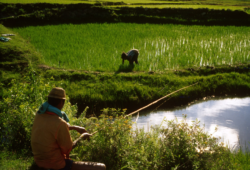 2001,Madagascar - Rice production and fish farming. Man fishing while a farmer weeds the nearby rice field.
