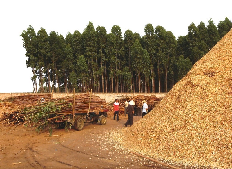 wood chips pile (1)