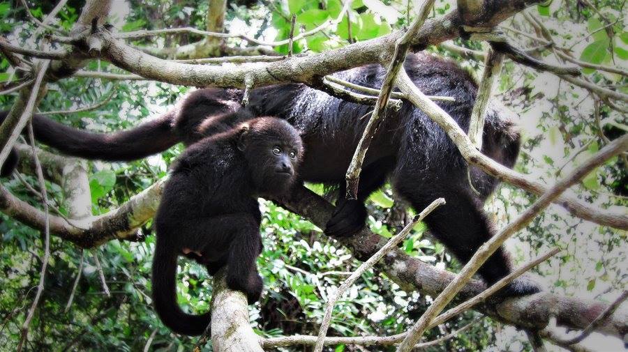 Baboon Sanctuary: Women in Conservation and Gender Equality in Belize