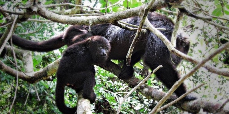 Baboon Sanctuary: Women in Conservation and Gender Equality in Belize