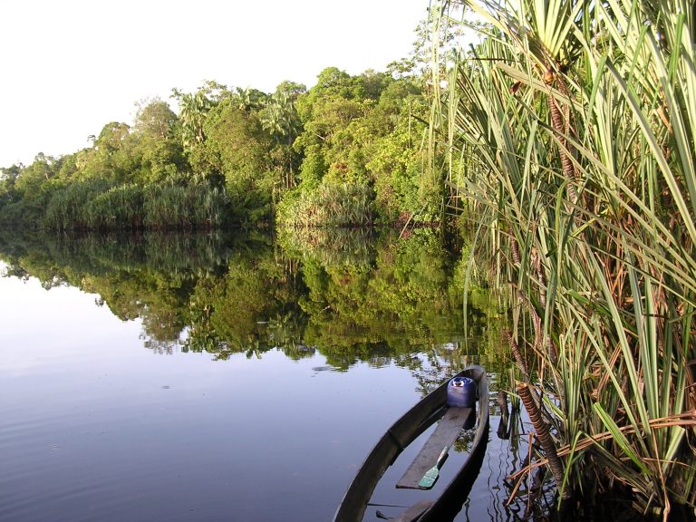 16-LVE- Pristine peatswamp forests are home to a wealth of wildlife species such as Tigers, Rhinoceroses and Orang-utans.