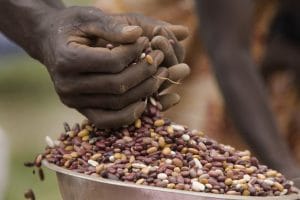 Weighing and distributing seed rations at a seed fair in rural Bujumbura.