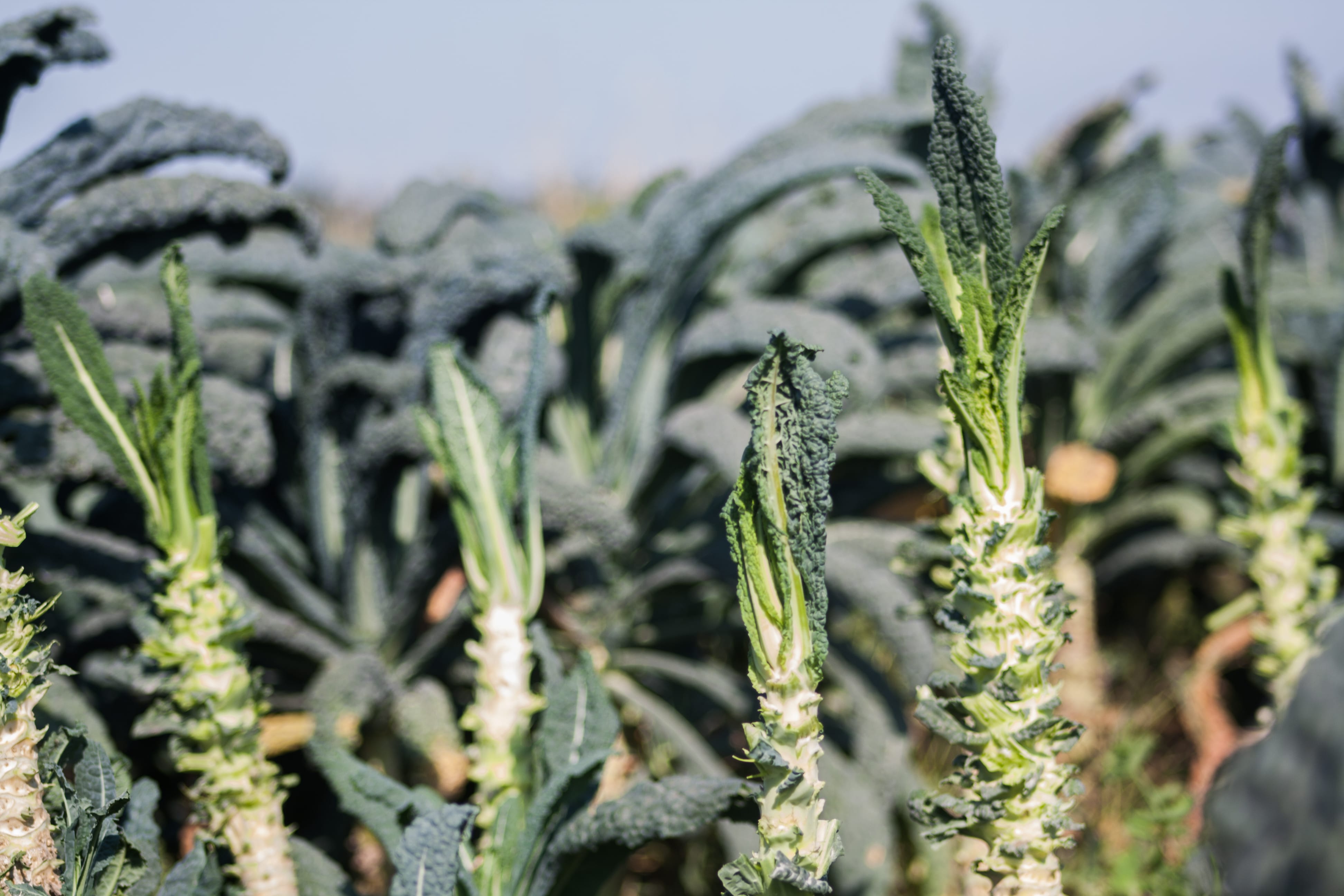 Reaping What’s Sown: An Interview with Full Harvest