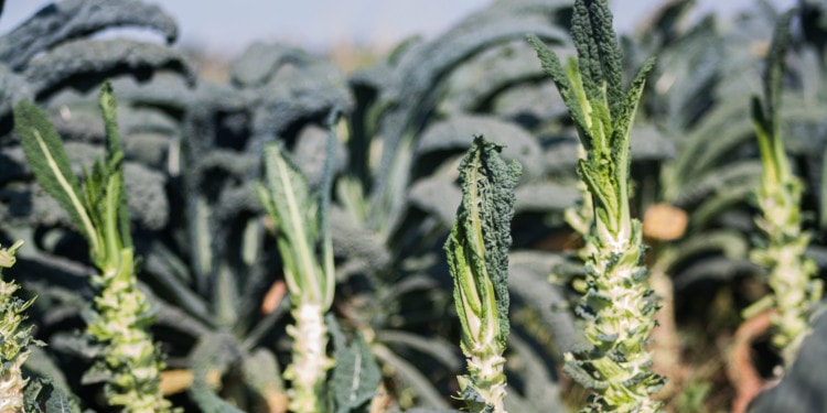 Reaping What’s Sown: An Interview with Full Harvest