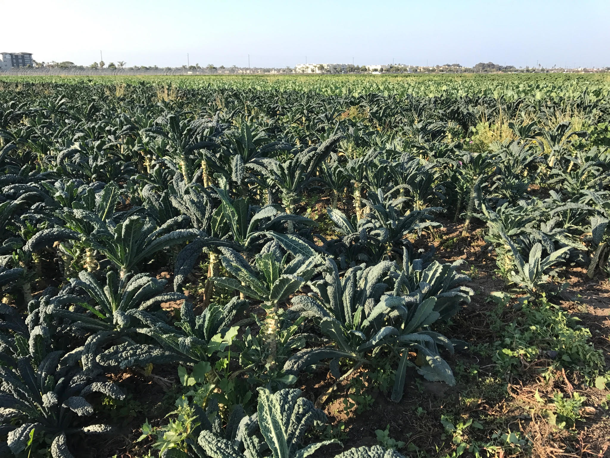 Kale_Post_Regular_Harvest copy
