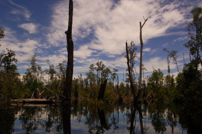 kalimantan mavas peatland