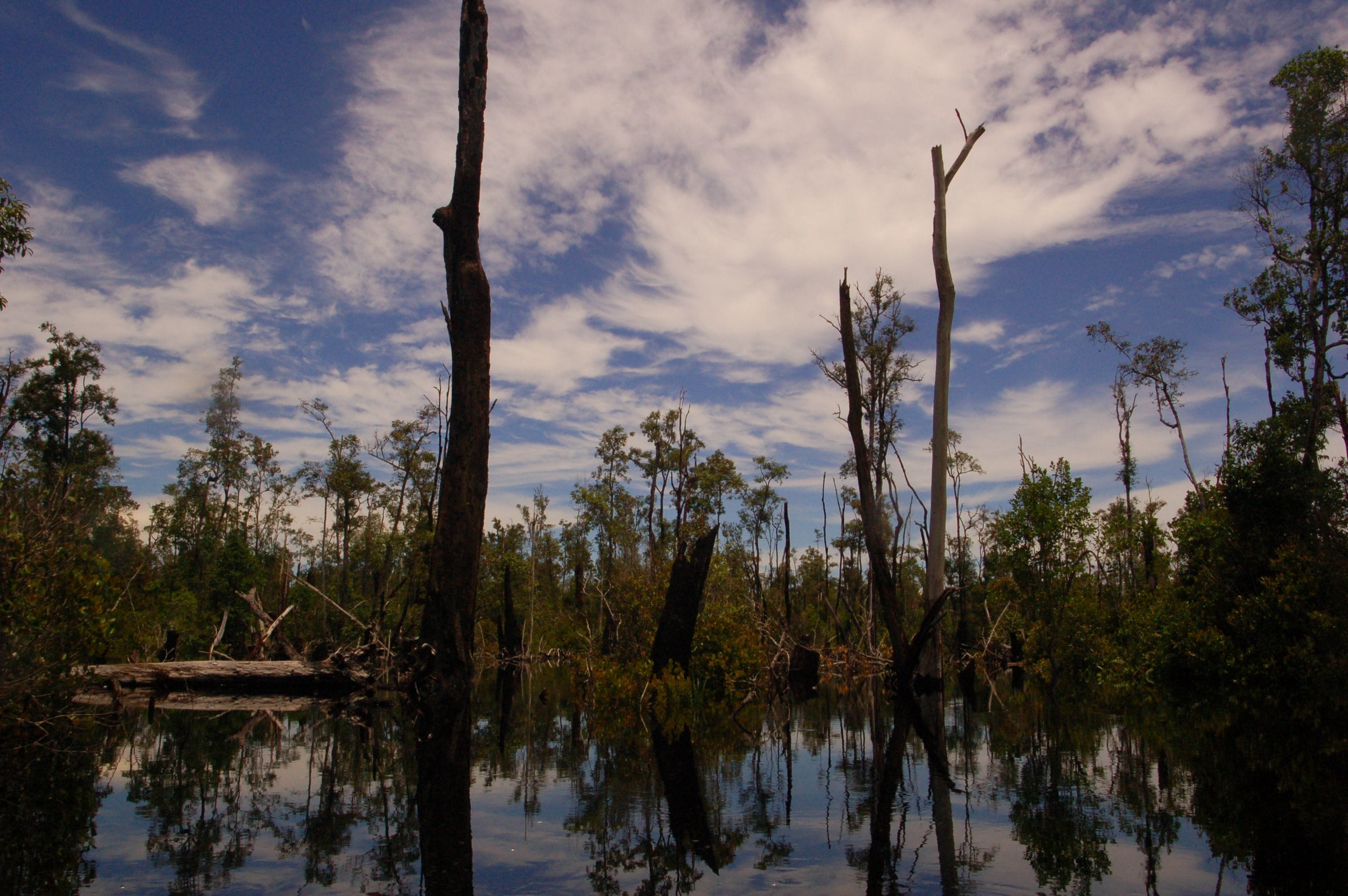 Peat Swamps The Fix for Climate Change Impakter