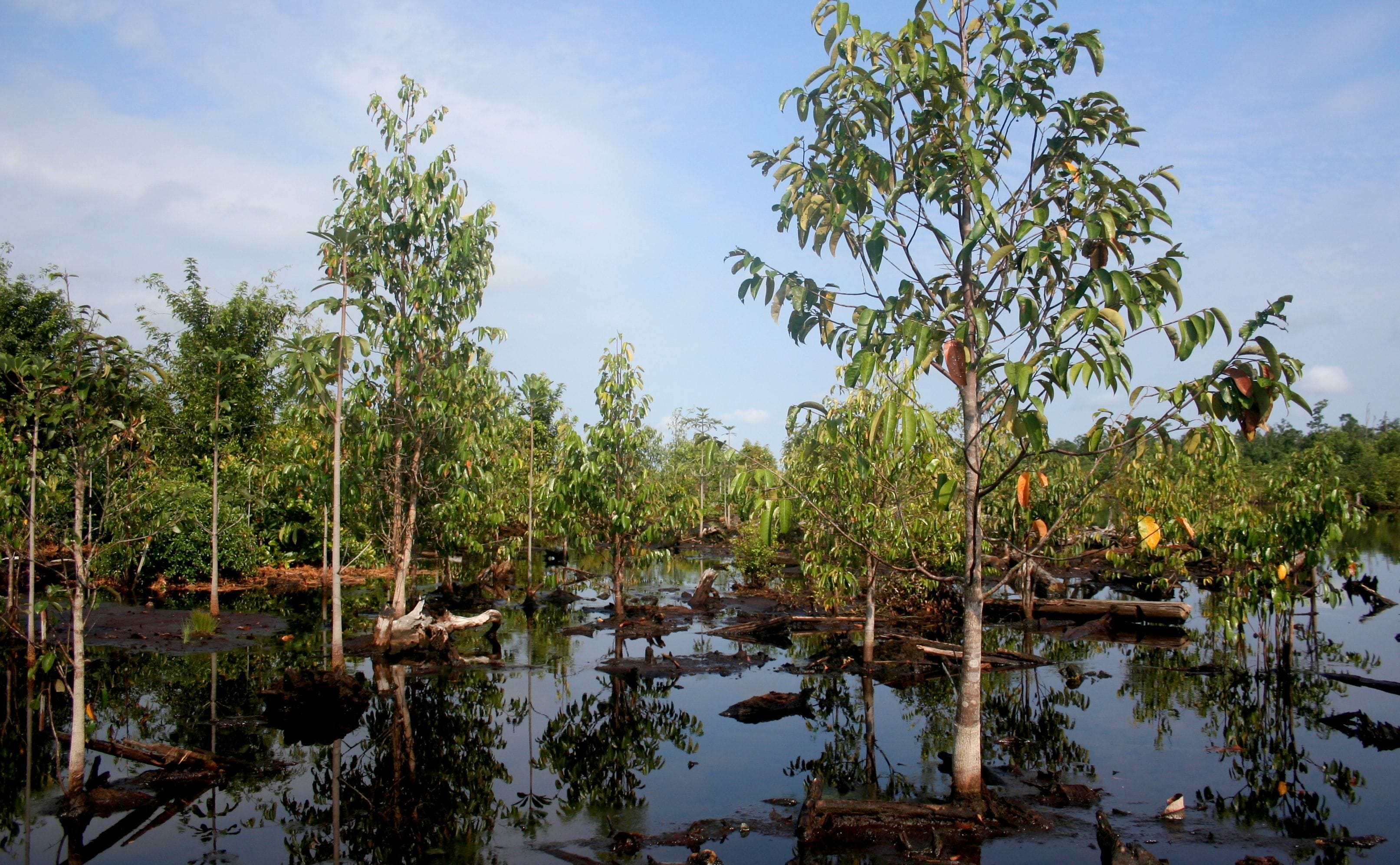 Peat Swamps: The Forgotten Fix for Climate Change