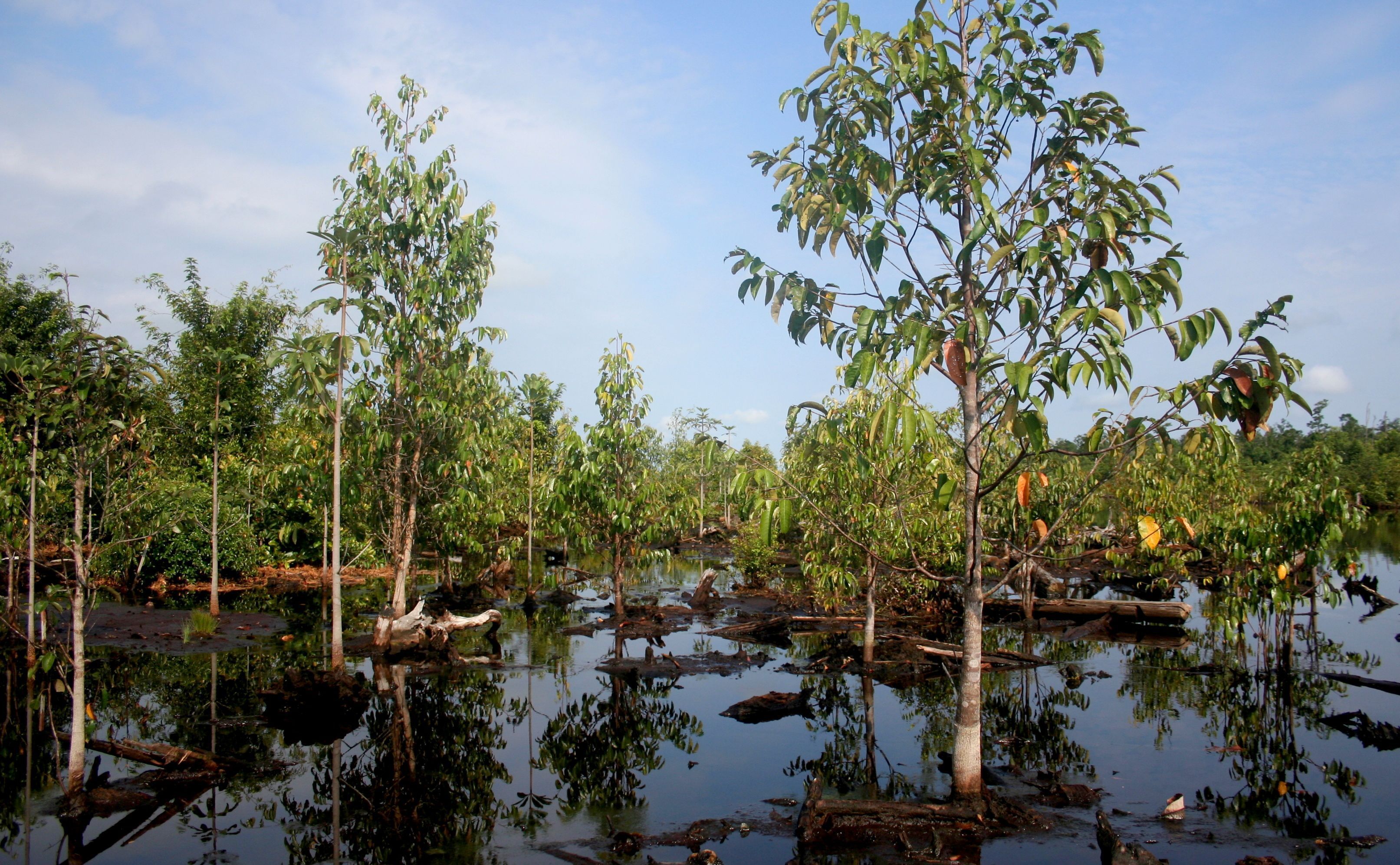 Peat Swamps: The Forgotten Fix for Climate Change